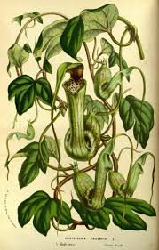 Image result for Aristolochia triactina
