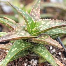 Image result for Aloe buchananii
