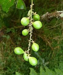 Image result for Allophylus fulvotomentosus