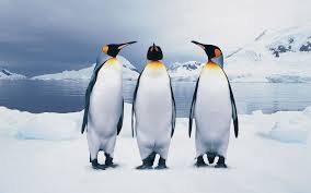 Penguins wallpapers in ultra hd or 4k. Free Download King Penguins Wallpaper And Background Image 1600x1000 Id 1600x1000 For Your Desktop Mobile Tablet Explore 51 King Penguin Wallpaper King Penguin Wallpaper Penguin Wallpaper Penguin Wallpapers