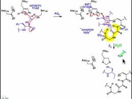 When the protease we are testing digests casein, the amino. 21 06 Serine And Cysteine Proteases Youtube