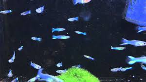 Diese lebendgebärenden sind zwar eine (erst 2005 erstmalig beschriebene) eigene art, sie sind jedoch mit dem guppy (poecilia reticulata) nah verwandt und können sich mit ihm kreuzen. Japan Blue Endler Youtube