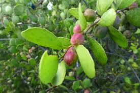 Image result for Maytenus chasei