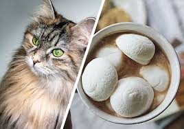 Too much sugar could run the risk of the cat developing diabetes, but feeding them as a very occasional treat should be okay. Can Cats Eat Marshmallows Crucial Facts You Need To Know