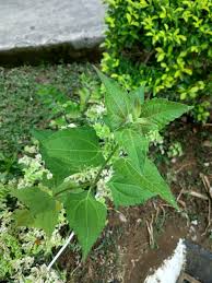 We did not find results for: Daun Balakacida On Si Koh Koh Steemit