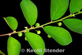 Image result for Phyllanthus tenellus