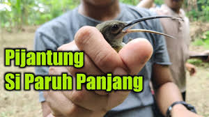 Lain halnya dengan jenis burung madu yang perbedaan jenis kelaminnya mudah diketahui, pijantung jantan dan betina punya penampilan fisik yang hampir sama. Pikat Burung Pijantung Youtube