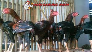 Buatlah kandang ayam yang sesuai dengan ukuran ayam. Cara Membuat Dan Ukuran Kandang Ayam Bangkok