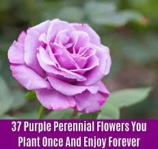 The image shown as the main image for the subject of the article or section is considered unsatisfactory by the battle for dream island wiki standards. 37 Purple Perennial Flowers You Plant Once And Enjoy Forever