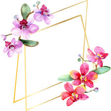 Trova immagini stock hd a tema set di cornice per inviti nuziali; Foto E Immagini Stock Royalty Free Bellissimi Fiori Di Orchidea Con Foglie Verdi Isolate Su Bianco Illustrazione Acquerello Sfondo Acquerello Disegno Moda Acquerello Ornamento Bordo Cornice