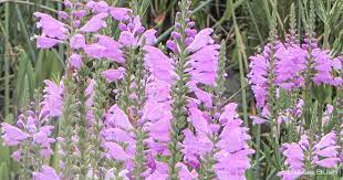 We find that it is much easier to curb its tendency to wander if watering only as needed. Plant Of The Month Obedient Plant Clear Lake Chapter Native Plant Society Of Texas