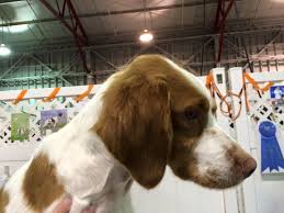 We have a litter of brittany puppies for sale! Brittany Spaniel Puppies For Sale Near Me News At Puppies Api Ufc Com