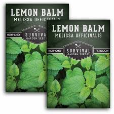 Image result for Melissa officinalis