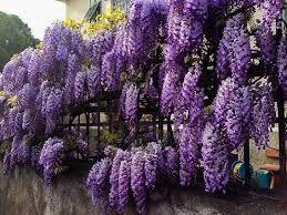 Yes, but may require supplemental light to flower. Fastest Growing Creeper Plant In India Best Creeper Plants In India