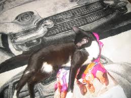 Care sunt pastile pentru dureri de cap mai bine, poate nu nici un medic. Acomodarea Pisicii De Apartament Cu O Nou Venita Blog De Pisici