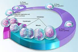 Check spelling or type a new query. Mitosis And Meiosis What S The Difference