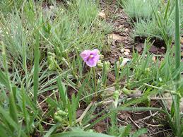 Image result for Sphenostylis