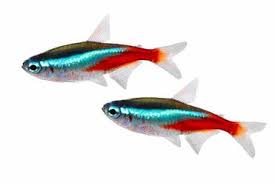 Neon Tetra Care: Tank Mates, Breeding, Lifespan & Disease