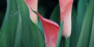 Image result for Zantedeschia