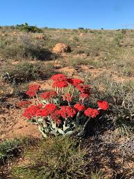 Image result for Crassula perfoliata