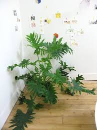 How often should i water my peperomia plant? Philodendron Hope Selloum Mr Kitly Philodendron Hope Selloum Philodendron Plants