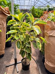 Image result for Ficus variifolia