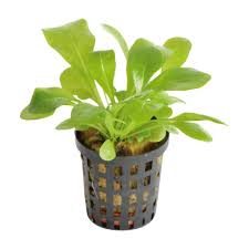 Image result for Samolus