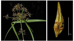 Image result for Ascolepis densa