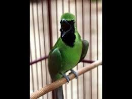 Cucak ijo (ci) adalah burung kicauan yang memiliki kecerdasan luar biasa. Cucak Ijo Sang Juara Gacor Ngamuk Full Nembak Youtube