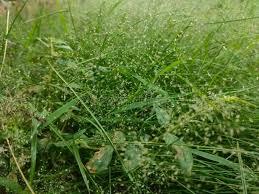 Image result for Eragrostis homblei