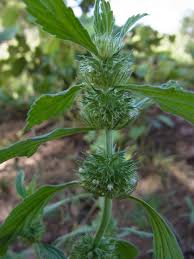 Image result for Leucas princei