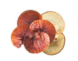 Image result for Ganoderma lucidum