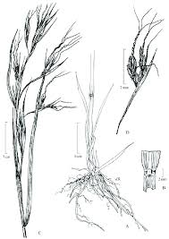 Image result for Hyparrhenia rufa