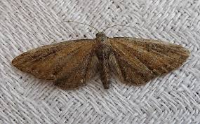 Image result for Eupithecia tripunctaria