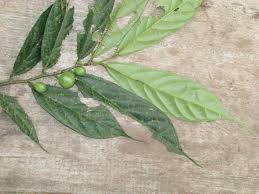 Image result for Leptonychia