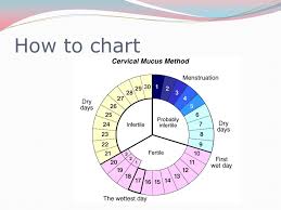 The Gift Of Life Timing Ovulation 1 Day Before And Upto 3