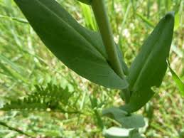 Image result for Turritis