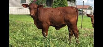 Check spelling or type a new query. Ht S Santa Gertrudis Cattle Posts Facebook