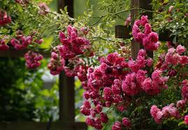 Maybe you would like to learn more about one of these? Vines At Portland Nursery