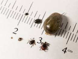 The small black carpet beetle is an indoor invasive pest attagenus unicolor is the scientific name for the black carpet beetle. What Is This Tiny Round Shiny Black Bug That Bites The Great Outdoors Stack Exchange