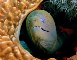 She currently resides in the kingdom of the sea. Giant Moray Eel Gymnothorax Javanicus Marine Life Liveaboard Diving