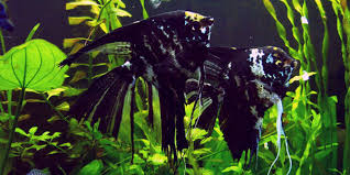 Different Types Of Freshwater Angelfish The Aquarium Guide