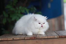 Sedang mencari atau ingin membeli kucing himalayan berkualitas dengan harga yang terjangkau? Kucing Bandung Jual Kucing Bandung