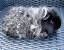 Peruvian Guinea Pig For Sale Near Me