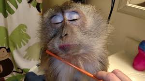 Viral Video Uk Monkey Loves To Be Groomed Monkey With Makeup Animals Doing Funny Things Cute Monkey