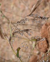 Image result for Coix lacryma-jobi