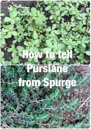 Purslane contains oxalic acid, a naturally occurring substance found in many leafy greens and some vegetables, which may crystallize as oxalate stones in the urinary tract in some people. The Foraged Foodie Foraging Identifying And Eating Purslane Avoid Poisonous Spurge