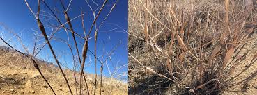 Image result for Aptosimum elongatum