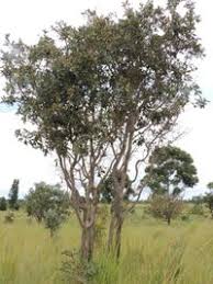 Image result for Anisophyllea boehmii