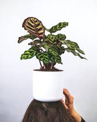 Check spelling or type a new query. 18 Easy And Colorful House Plants That Are Hard To Kill Brit Co